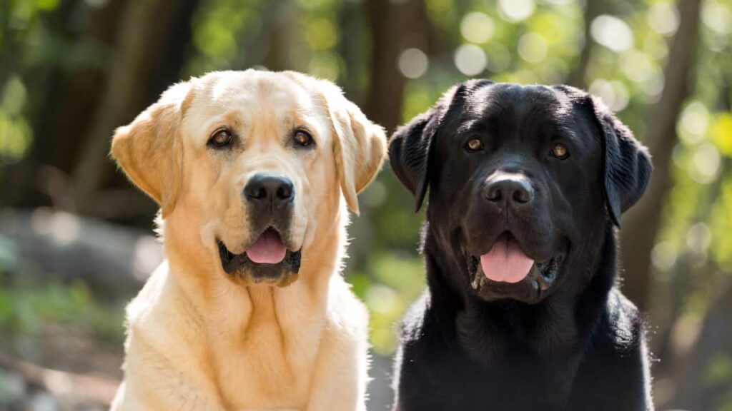 Happy young woman playing with her energetic Labrador Retriever in a park