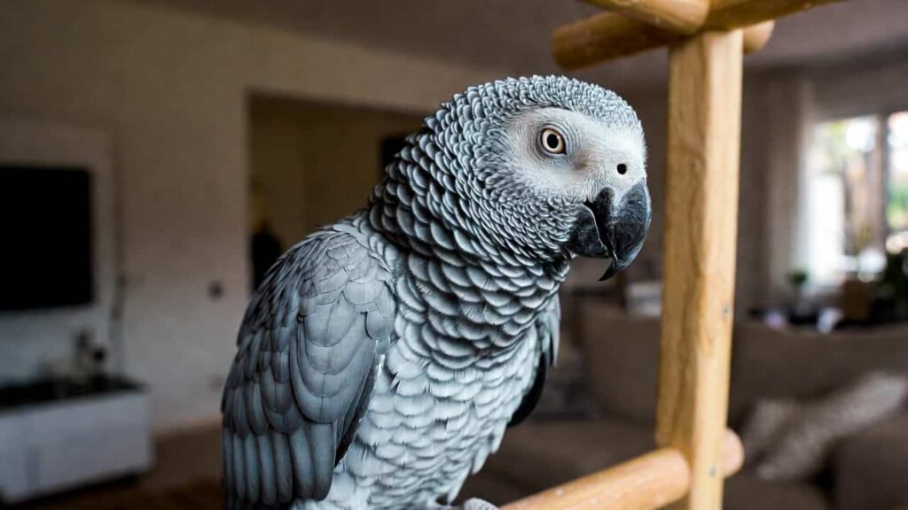 African Grey Parrot perched on a wooden stand indoors with expressive eyes
