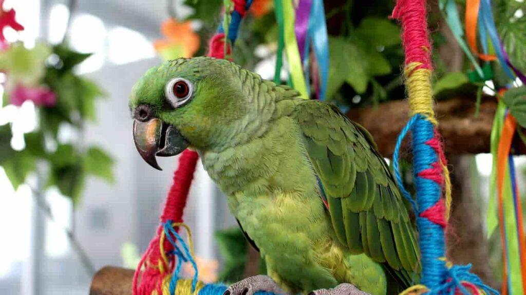 Yellow-naped Amazon Parrot on a swing, appearing to talk, with tropical indoor setup