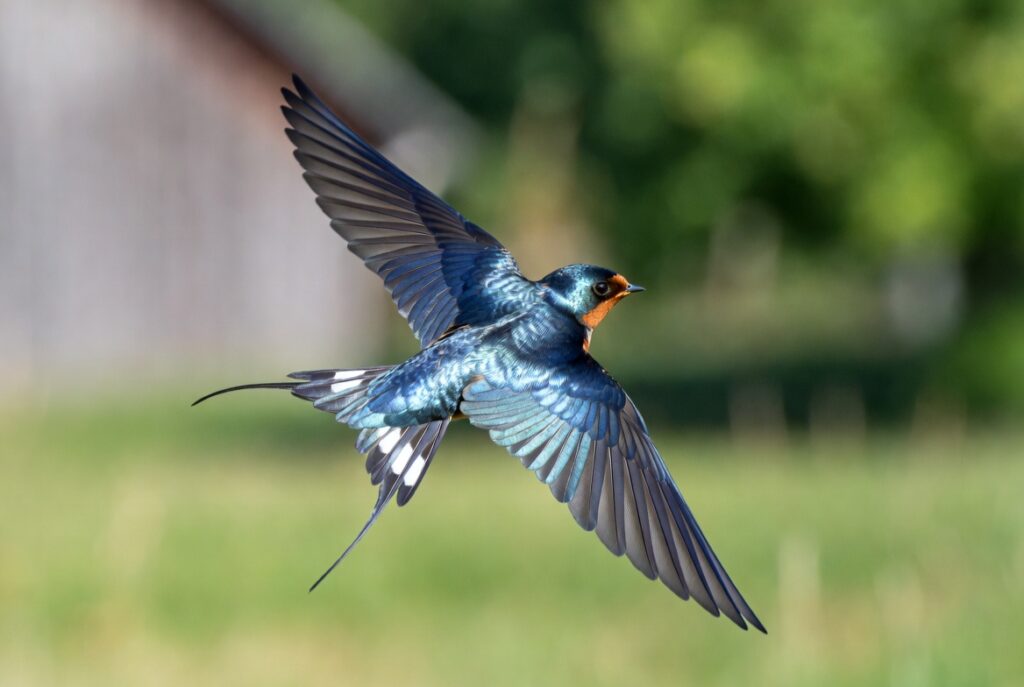 Barn Swallow flying with forked tail during seasonal bird migration
