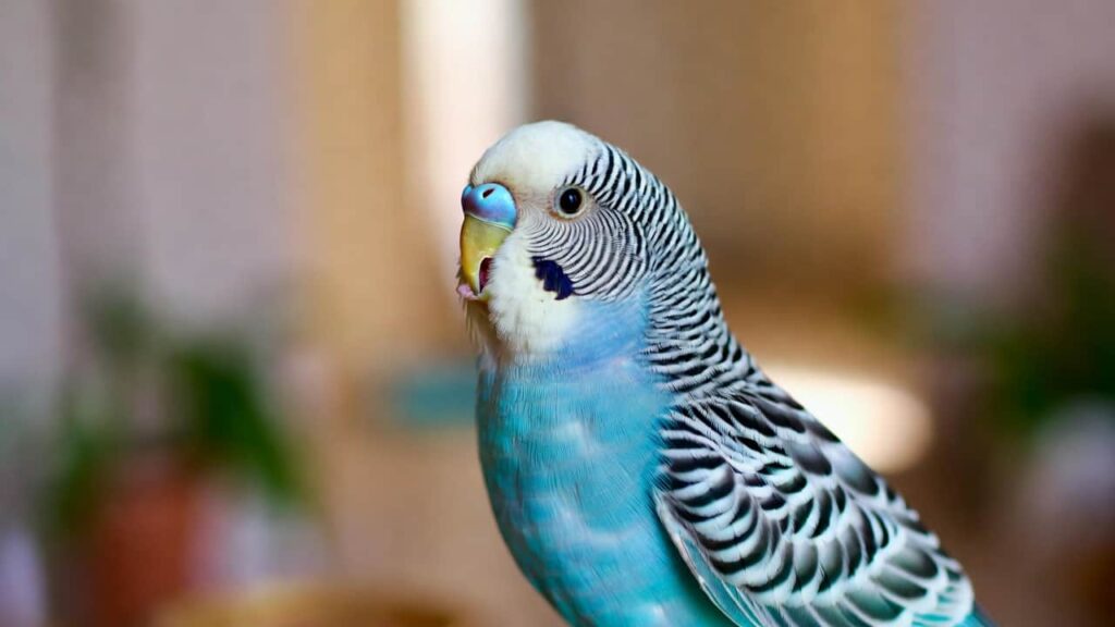 Blue Budgerigar perched on a finger, whistling playfully