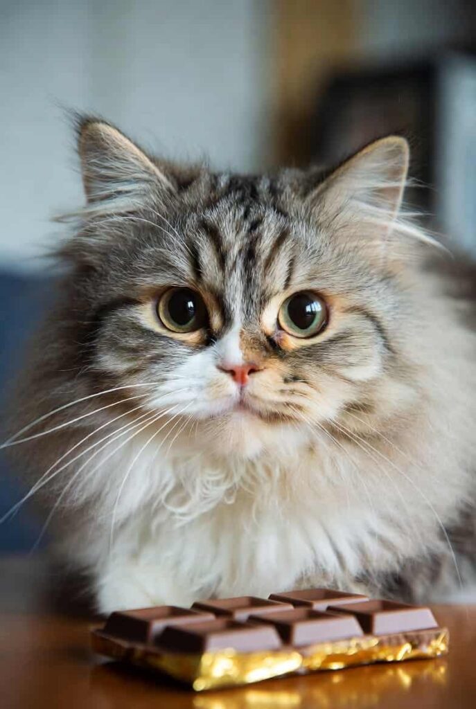 Adorable cat tempted by dangerous chocolate – never give in to those big eyes!