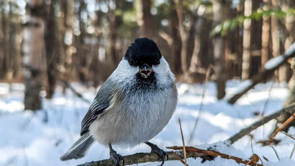 Chickadee using sound to warn other birds