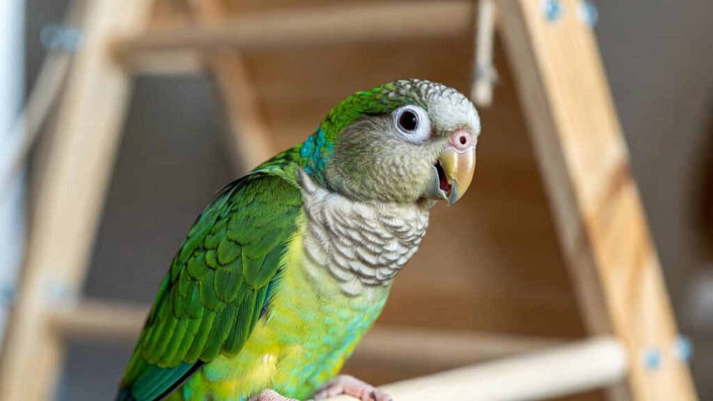 Quaker Parrot on a play gym, vocalizing indoors