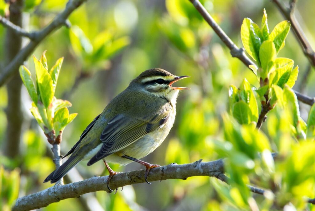 Willow Warbler singing during its long-distance migration to Africa