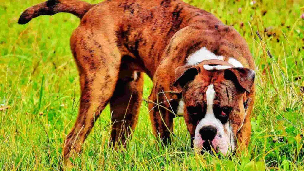 Smiling young girl hugging an energetic brindle Boxer dog outdoors in a green field, capturing the playful and loyal personality of the Boxer breed.