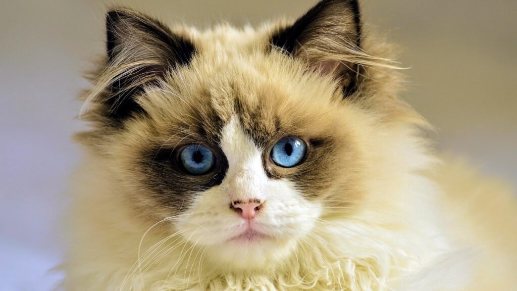 Three Premier Cat Breeds for Indoor Living (Complete Guide)