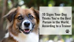 How to Judge your puppy is Too Happy