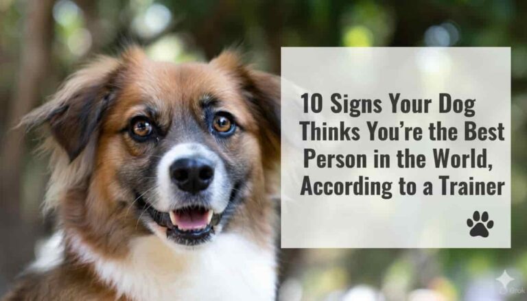 How to Judge your puppy is Too Happy