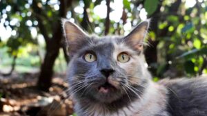 Cat looking directly at human as if communicating