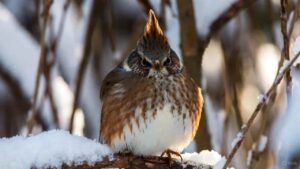 A small bird fluffing its feathers to stay warm during winter in the snow.