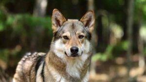 Alt Text (SEO Optimized) "Strong and loyal guard dog standing confidently in an outdoor mountain landscape, perfect companion for hikers and outdoor lovers."