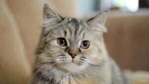 “A thoughtful cat sitting indoors, representing how cats remember their owners and how long it takes a cat to forget someone according to scientific research.”