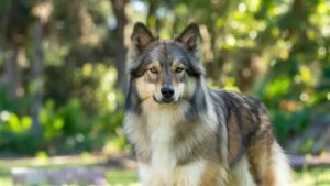 Akc dog breed.“The newly recognized dog breed by the American Kennel Club standing outdoors in a professional pose.”