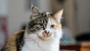 Calico male and female cat breeds with tri-color fur pattern
