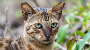 Domestic cat with a Bengal-like spotted coat, green eyes, and an exotic wild appearance sitting in natural light.