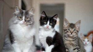 Best cat breeds for beginners sitting calmly indoors