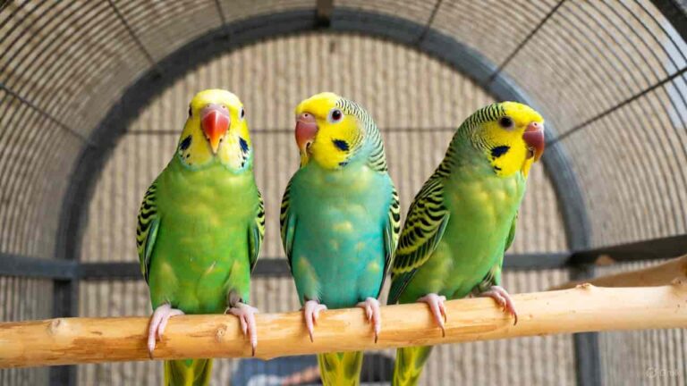 Best birds for pets - colorful budgies, cockatiels, lovebirds, and African Grey parrot as companions