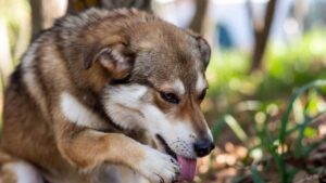 Dog licking its paw due to irritation and allergies, showing common causes of excessive paw licking in dogs