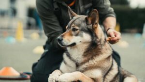 Stubborn dog ignoring trainer during obedience training, representing hardest dog breeds to train and nutrition support