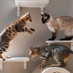 Love an Active Life? These 10 Cat Breeds Are Perfect for You