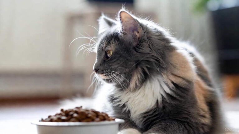 Cat refusing to eat dry food after changing food brand