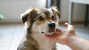 Signs of Anxiety in Dogs including fearful body language and stress behaviors being calmed naturally by a caring owner