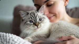 Cat snuggling with owner showing signs of affection and representing cuddly cat breeds.