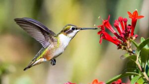 Hummingbird hovering near red flowers during winter migration