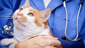 10 signs of heart disease in cats every cat owner should know