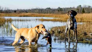 Labrador Retriever and German Shorthaired Pointer hunting together in the wild