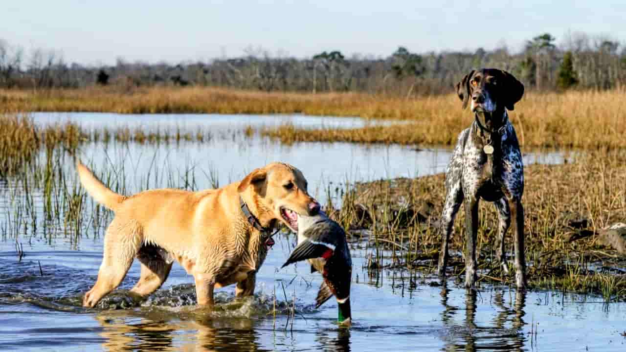 2 Proven Hunting Dog Breeds That Excel in the Wild