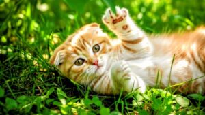 Healthy cat with shiny coat, bright eyes and relaxed posture showing signs of good health