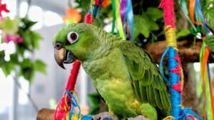 Yellow-naped Amazon Parrot on a swing, appearing to talk, with tropical indoor good setup
