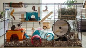 Proper cage layout for hamsters with deep bedding and exercise wheel