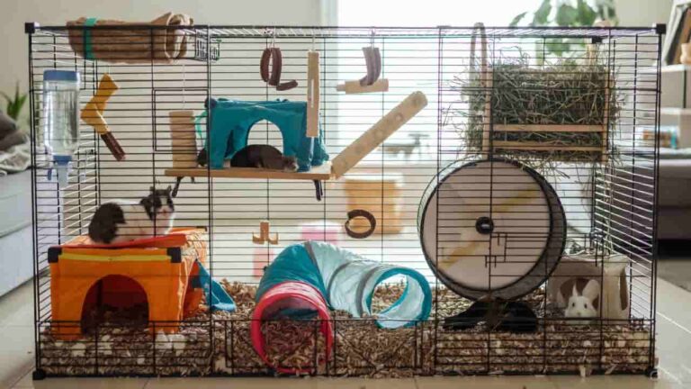 Proper cage layout for hamsters with deep bedding and exercise wheel