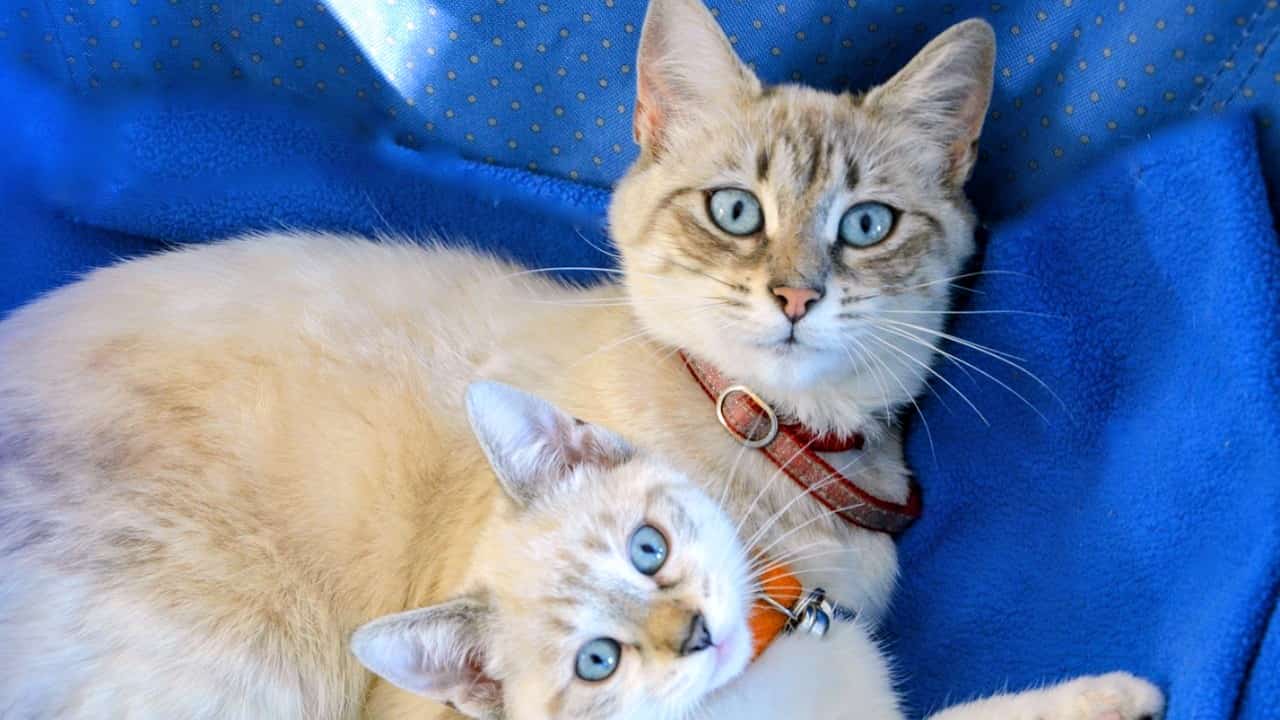 Cat mom essentials kit with cozy bed, toys, scratching post, food, litter box, and grooming tools for a happy cat.