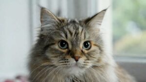 Complete cat eye language guide showing pupil size, blinking behavior, and hidden emotions in a domestic cat