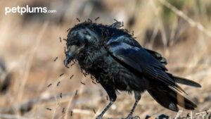 A black crow covered in swarming ants during bird anting behavior, a natural healing process using formic acid, captured in a desert setting. Photo: petplums.com