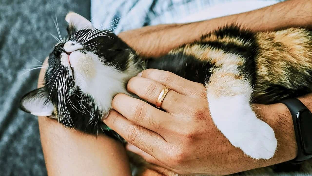 Pet owner following a daily cat care routine with feeding, playtime, and grooming at home