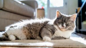 Happy and relaxed cat showing safety signs at home by lying comfortably in a calm indoor environment