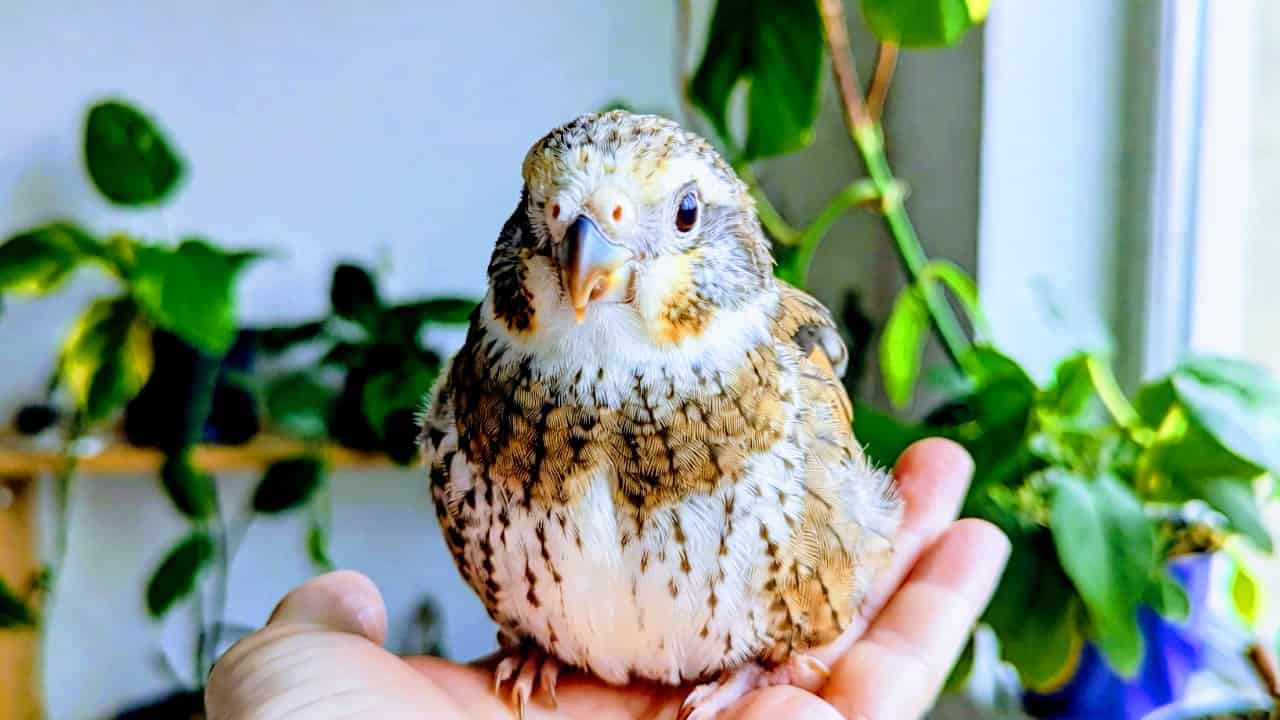 Rescue pet bird sitting calmly on a human hand in a safe home environment