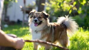 Happy pet dog enjoying outdoor playtime and emotional well-being
