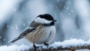 It’s not easy to live as a bird in winter as a small songbird fluffs its feathers to survive extreme cold
