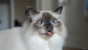 Ragdoll cat companionship showing affectionate and friendly behavior