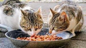 Safe human foods that cats can eat – complete guide for healthy cat treats