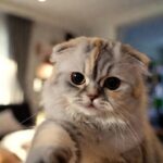 Authentic Details About the Scottish Fold