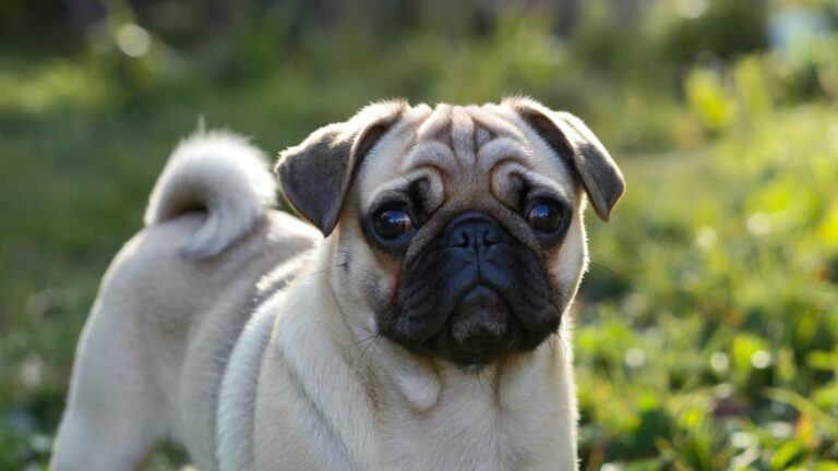 Seven dog breeds with adorably unique noses including Bloodhound, Pug, Bull Terrier, Borzoi, Shar-Pei, Dachshund, and Brussels Griffon