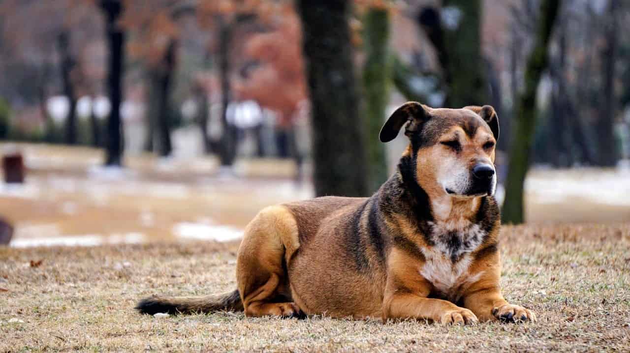 7 most intelligent and easy to train dog breeds sitting together during a training session
