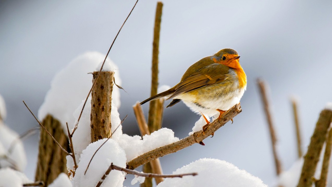 Bird survival in winter — small bird fluffed up and sleeping on a snowy tree branch at night